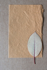 autumn leaf (verso) on rough paper and cardboard