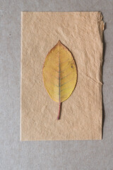 plain autumn leaf on textured paper and board