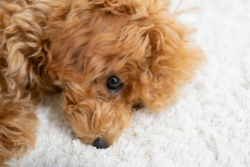 ペット プードル トイプードル 愛犬 家族