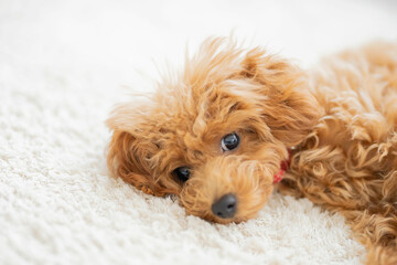 ペット プードル トイプードル 愛犬 家族