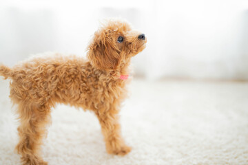 ペット プードル トイプードル 愛犬 家族