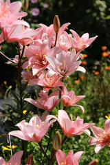 pink flowers in garden