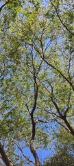 Galhos de arvore com o céu ao fundo