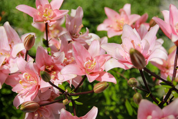 pink blossom