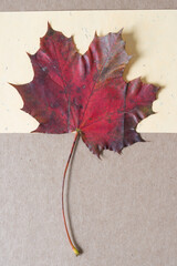 grungy weather-worn autumn maple leaf on yellow paper and cardboard