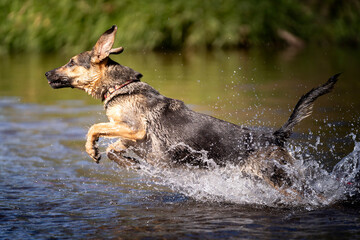 Pies skaczący w wodzie 