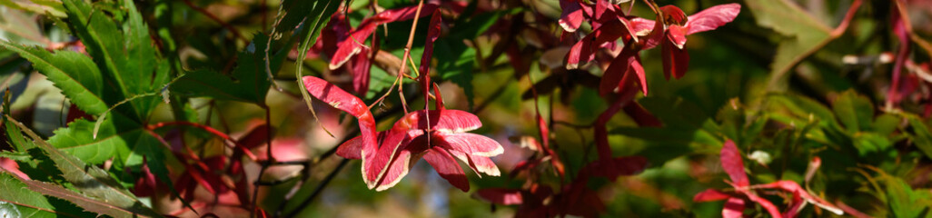 Bright red seed pod whirligigs in closeup on a maple tree, highlighted in the fall sun
