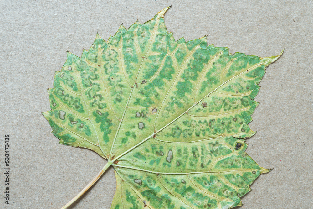 Poster autumn grape leaf with pattern