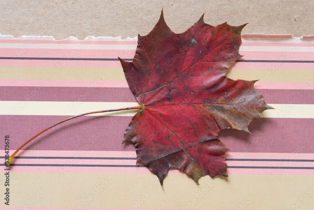 Sticker grungy weather-worn autumn maple leaf on torn striped paper and cardboard (sideways)