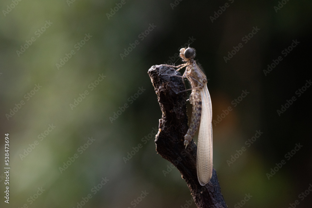 Wall mural two beautiful juvenile damselfly from genus rhinocypha perching on a branch near small river stream 