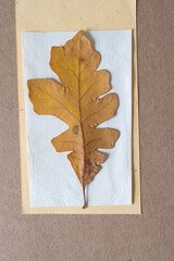 autumn oak leaf isolated on white and yellow paper and cardboard