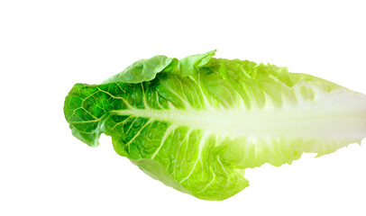 One leaf of green lettuce on a white background