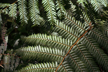 Green tropical leaves