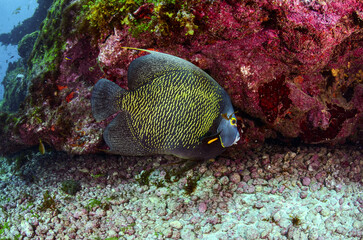 A French angelfish among vibrant corals in the waters of Fernando de Noronha, Brazil