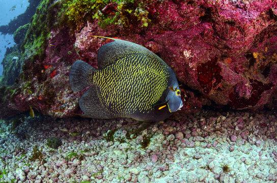 A French angelfish among vibrant corals in the waters of Fernando de Noronha, Brazil