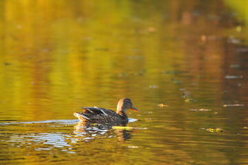 ducks on the lake 2022 in summer