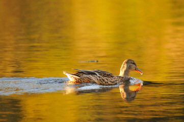 ducks on the lake 2022 in summer