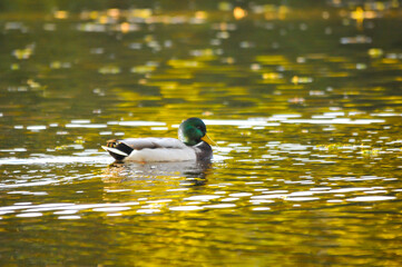 ducks on the lake 2022 in summer