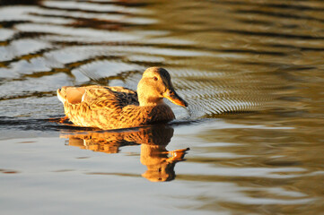 Fototapeta premium ducks on the lake 2022 in summer