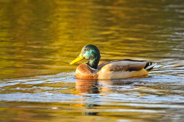 Obraz premium ducks on the lake 2022 in summer