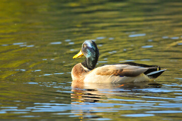 ducks on the lake 2022 in summer
