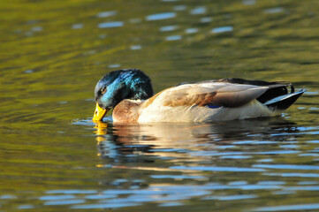 ducks on the lake 2022 in summer