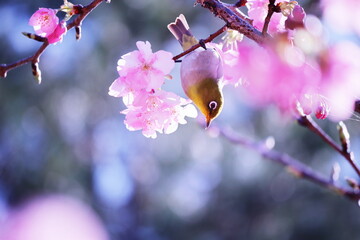 ピンクの河津桜と可愛いメジロ