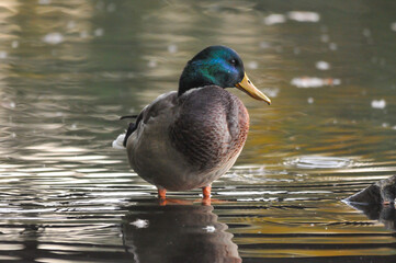 ducks on the lake 2022 in summer