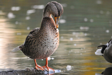 ducks on the lake 2022 in summer