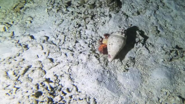 Underwater life of marine creatures such as hermit crabs swimming in the depths of the sea