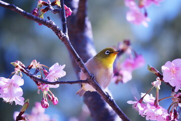 美しい桜と可愛いメジロ