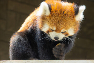 エサを食べるレッサーパンダ