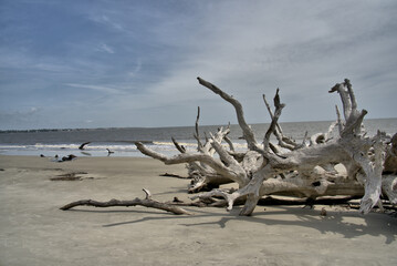 Close up of Pile of drift wood that has washed ashore on Jekyll Island, Georgia USA