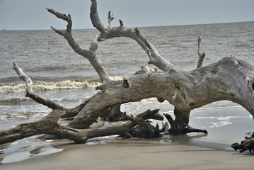 Close up view of Dead Tree that has washed ashore on Driftwood Beach Jekyll island, Georgia USA
