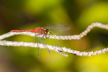Cherry-Faced Meadowhawk Dragonfly and Victim