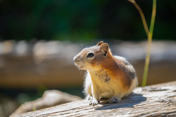 Golden-Mantled Ground Squirrel in Glacier National Park