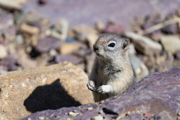 Naklejka na ściany i meble Golden-Mantled Ground Squirrel in Glacier National Park