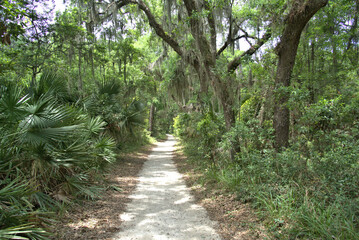 Driftwood Beach Jekyll island, Georgia USA
