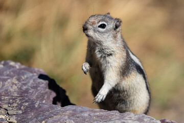 Naklejka na ściany i meble Golden-Mantled Ground Squirrel in Glacier National Park