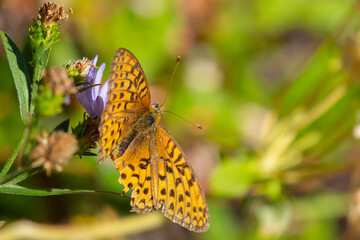 Mormon Frittilary Butterfly Resting on a WIldflower 