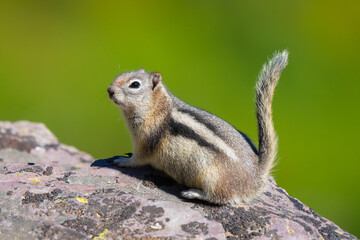 Golden-Mantled Ground Squirrel in Glacier National Park