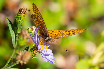 Mormon Frittilary Butterfly Resting on a WIldflower 