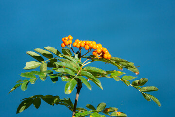 Mountain Ash Tree Berry Detail