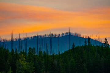 Fire-Ravaged Fish Creek Area in Glacier National Park 20 Years Later