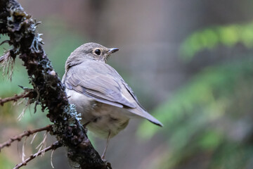 Swainson's Thrush Looking Rearward in a Conifer Forest