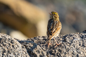 Naklejka premium Savannah Sparrow Looks Over His Shoulder