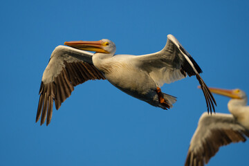 American White Pelican Eyes the Photographer With Suspicion