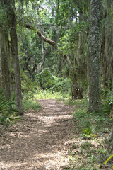 Driftwood Beach Jekyll island, Georgia USA