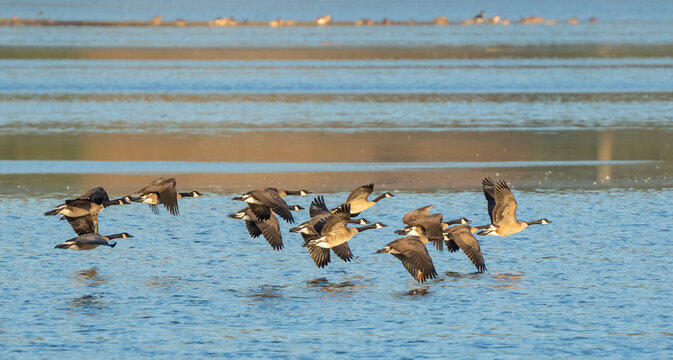 Canada Geese in Flight on Deer Lagoon on Whidbey Island Washington © Jeff Huth