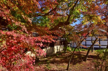 紅葉の長谷山　本土寺